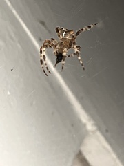 Araneus gemmoides