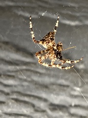 Araneus gemmoides