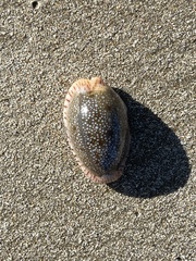 Naria erosa