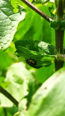 Zygogramma signatipennis