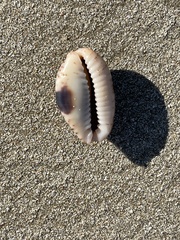 Naria erosa