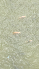 Cyprinus rubrofuscus