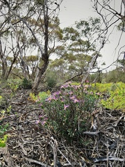 Olearia magniflora