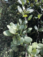 Struthanthus interruptus