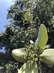 Struthanthus interruptus