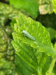 Graphocephala atropunctata