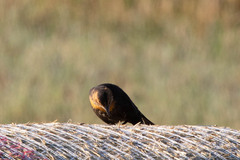 Xanthocephalus xanthocephalus