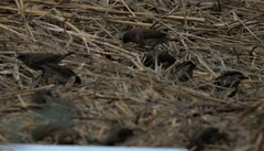 Spermestes cucullata