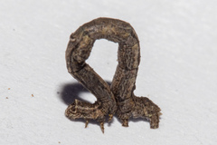 Pseudocoremia rudisata ampla