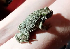 Bufotes viridis viridis