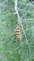 Papilio polyxenes asterius