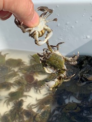 Hemigrapsus oregonensis