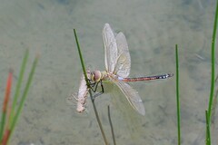 Anax ephippiger