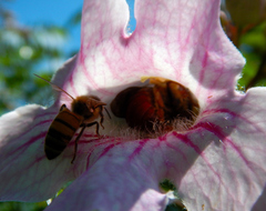 Apis mellifera