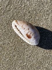 Naria erosa