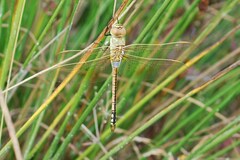 Anax ephippiger