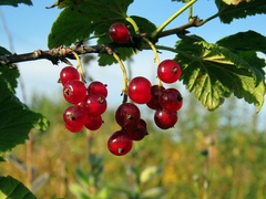 Ribes spicatum