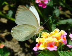 Ascia monuste monuste