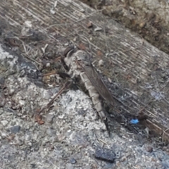 Neomochtherus willistoni