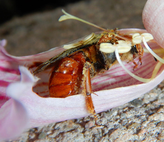 Xenoglossa fulva