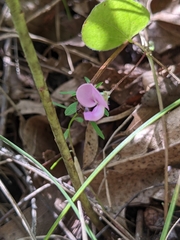 Strophostyles leiosperma