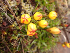 Gentianella hirculus