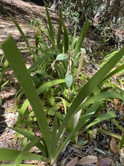 Iris foetidissima