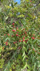 Lonicera morrowii