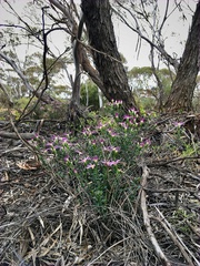 Olearia magniflora