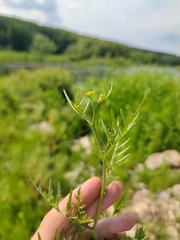 Rorippa sylvestris