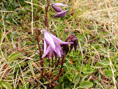 Gentianella rapunculoides
