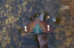 Cyclosia papilionaris