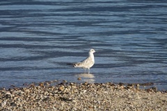 Larus delawarensis