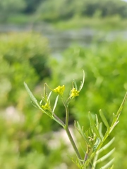 Rorippa sylvestris