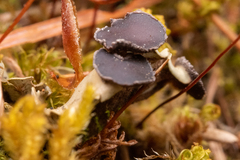 Peltigera venosa