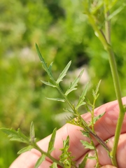 Rorippa sylvestris