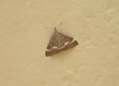 Pyrausta nicalis