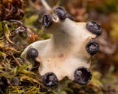 Peltigera venosa