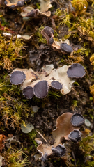 Peltigera venosa