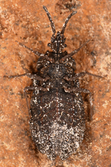 Aradus heidemanni