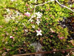 Arcytophyllum filiforme