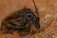 Lepturini