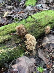 Ramaria stricta