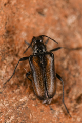 Lepturini