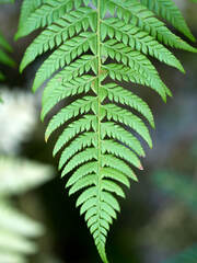Polystichum aculeatum