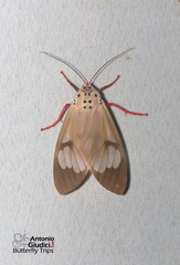 Amerila astreus
