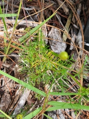 Ipomoea quamoclit
