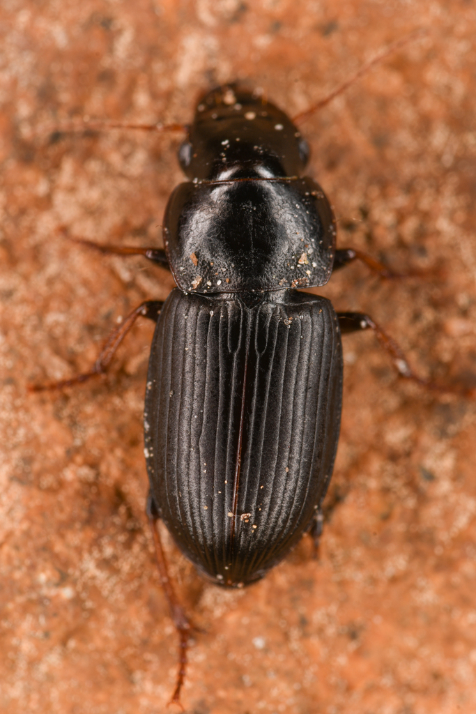 Harpalus solitaris