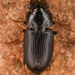 Harpalus solitaris - Photo (c) Chloe and Trevor Van Loon, some rights reserved (CC BY), uploaded by Chloe and Trevor Van Loon