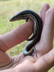 Plestiodon septentrionalis